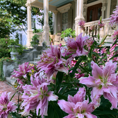 5 'Lotus Beauty' Double Oriental lily (Lilium orientalis 'Lotus Beauty')