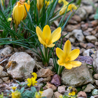 20 Mammoth Yellow Crocus-- Fall Planting
