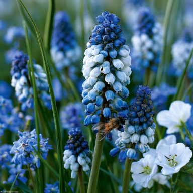 36 Muscari Deft Blue Moon Mixture Bulbs - Grape Hyacinth