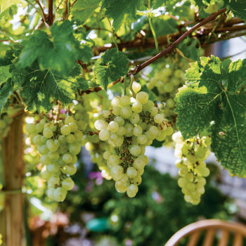 2 Niagara Grape Vines, Bareroot good sized roots!