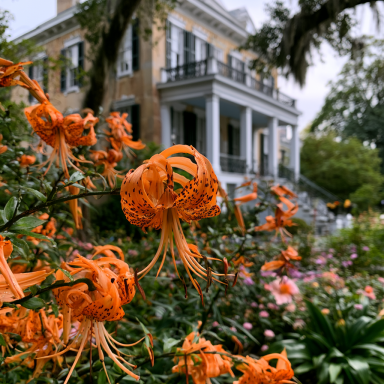 3 Old Fashioned Orange Tiger Lily (Lilium lancifolium) Bulbs