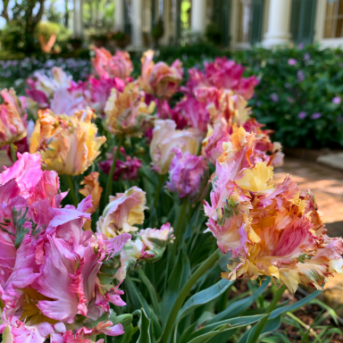 20 Parrot Mix Tulip Bulbs – Tulipa Parrot
