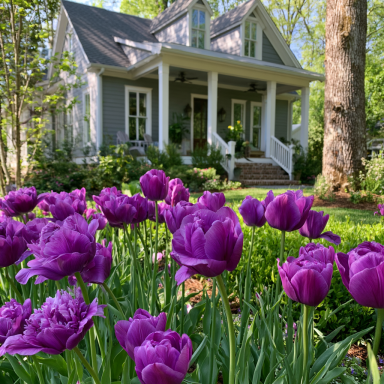 15 'Purple Peony' Tulip Bulbs