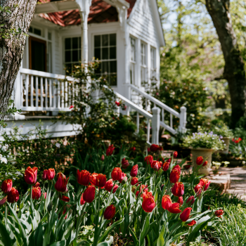 30 Parade Tulip Bulbs – Tulipa Darwin Hybrid