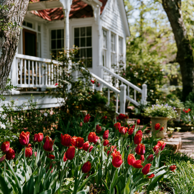 30 Parade Tulip Bulbs – Tulipa Darwin Hybrid