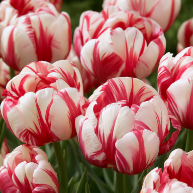 25 Rembrandt Style Grand Perfection Tulip (Tulipa gesneriana 'Grand Perfection') Bulbs