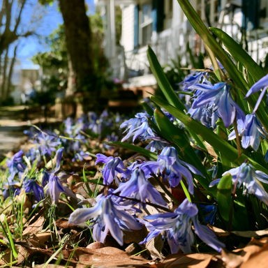 20 Siberian Squill bulbs