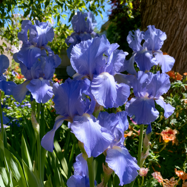 3 Speeding Again Iris – Iris Germanica Bareroots