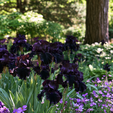 3 Superstition Bearded Iris (Iris 'Superstition') Bareroots
