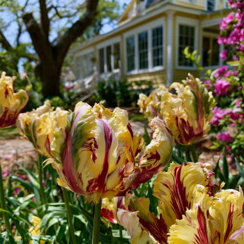 25 Texas Flame Parrot Tulip Bulbs