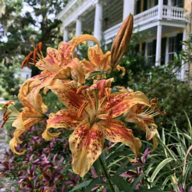 3 'Viva La Vida' Lily hybrid lily (Asiatic x Oriental cross) Bulbs