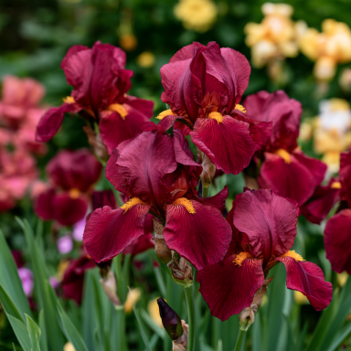 3 War Chief Reblooming Bearded Iris Iris germanica 'War Chief' Bareroots