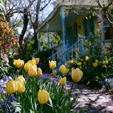 15 Golden Oxford Tulip Bulbs – Tulipa Darwin Hybrid