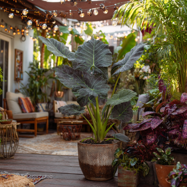 Regal Shield Elephant Ear Plants in 3.5" pots