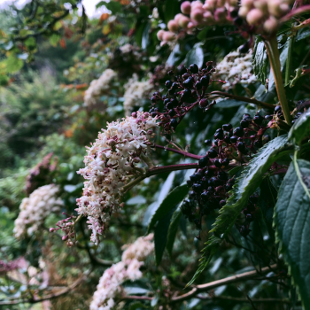 Cold Hardy American Elderberry Sambucus canadensis in 3.5" Pots