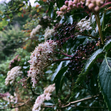 Cold Hardy American Elderberry Sambucus canadensis in 3.5" Pots