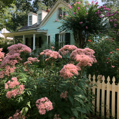 Baby Joe Eupatorium Plants in Separate 4 inch container