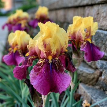 3 Blatant Iris - Iris Reblooming Bareroots