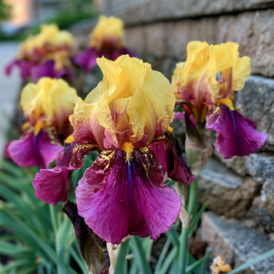 3 Blatant Iris - Iris Reblooming Bareroots
