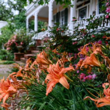 Burning Daylight Daylilies in 3.5 Inch Pots One plant per pot