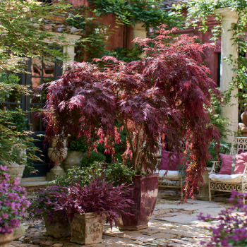 Crimson Queen Japanese Maple Tree in a One Gallon Trade Pot