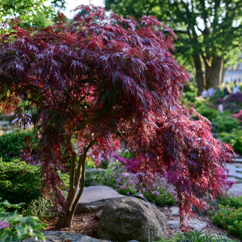 Crimson Queen Japanese Maple Tree in a Quart Sized Pot