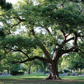 2 Black Walnut Trees 18″ – 24″ Healthy Bare Root Plants ( 2 bareroots per order)