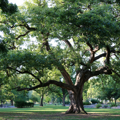2 Black Walnut Trees 18″ – 24″ Healthy Bare Root Plants ( 2 bareroots per order)