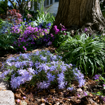 Emerald Blue Creeping Phlox Subulata in a 4 inch pot