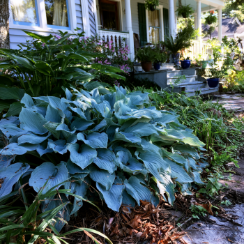 3 Fragrant Blue Hosta Bareroot Plants