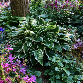 Francee Hosta Bareroot