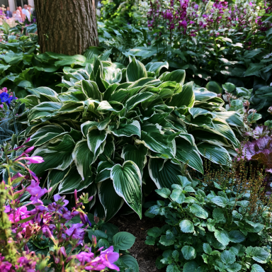 Francee Hosta Bareroot