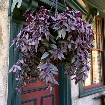 Fuzzy Wandering Jew (Tradescantia pallida, 'Purple Fuzzy' or 'Pale Puma') in a 3.5" Pot