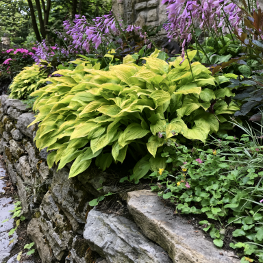 3 Glad Tidings Bareroot Hosta