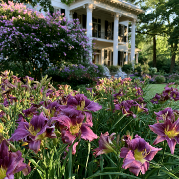 15 Bareroot Hemerocallis Grape Magic Daylilies Tennessee Grown