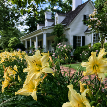 Happy Returns Daylilies in 4 Inch Pots One plant per pot