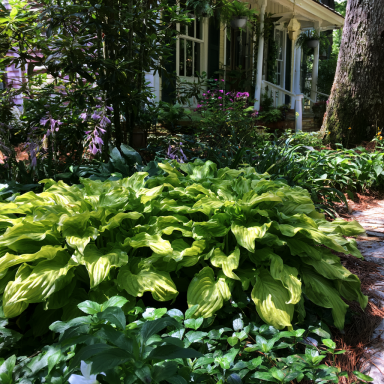 3 Honeybell Hosta Bareroot Plants