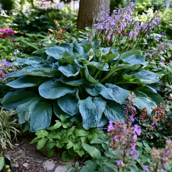 Hosta “Big Daddy” Bareroot