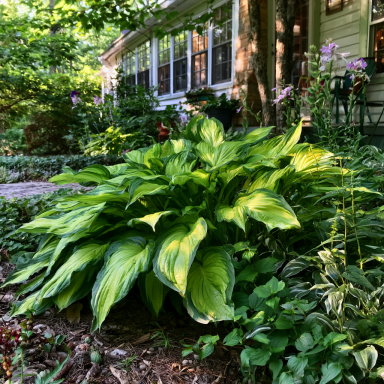 3 Stained Glass Hosta Bareroots