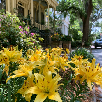 3 'Ilse' Dwarf Asiatic Lily Bulbs
