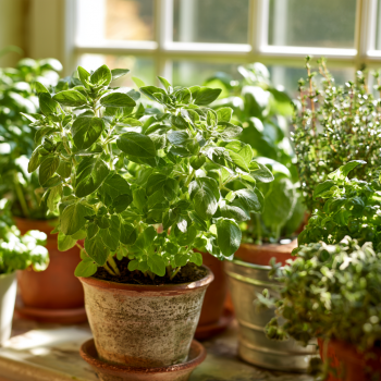 Italian Oregano Culinary Herb Plant in a 4" Pot- Punch up your Sauces, Pesto, Burgers and More!!!