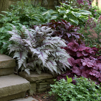 Japanese Painted Fern (Athyrium niponicum var. pictum) in a 3.5" Pot