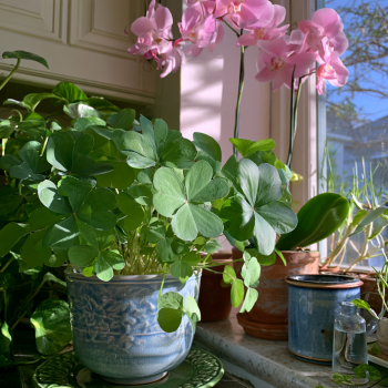 10 Lucky Green Shamrock(Oxalis regnellii ) Bulbs
