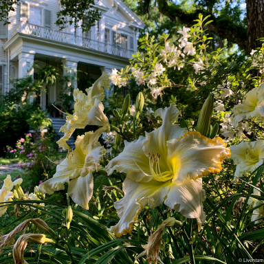 Hemerocallis 'Marquee Moon' in a One (1) Gallon Pot