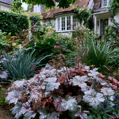 Northern Exposure Silver Heuchera in 3 inch Size Pot /Coral Bells