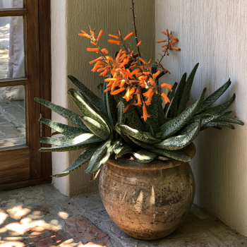 Ox Tongue Gasteria in 3.5 inch  Size Pots