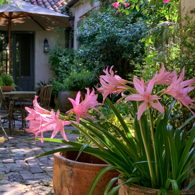 Bareroot Pink Spider Lily/ Surprise Lily/ Naked Lady Lily/ Resurrection Lily/ August Lilyi 3-pack