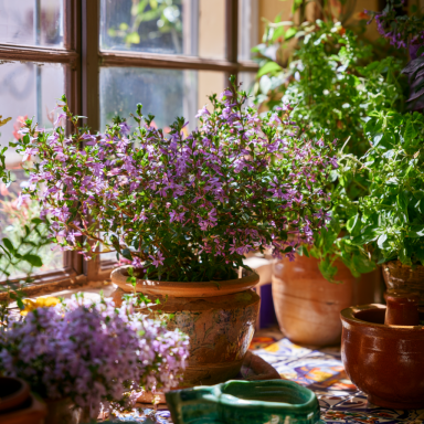 Purple Mexican Heather in 4 inch pot *Cold and Heat Sensitive*