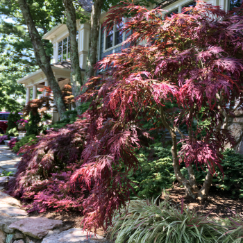 Red Dragon Japanese Maple Tree in a Quart Sized Pot