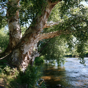 2 River Birch Trees Bareroot 24-36″ Beautiful Fast Growing Shade Tree, Stunning Bark and Fall Colo